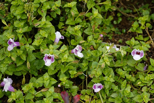 Kandy-Botanical garden-032